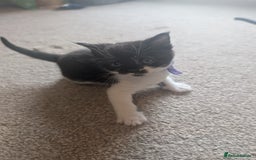 Maine Coon cats for sale: Kittens for sale - Image 7
