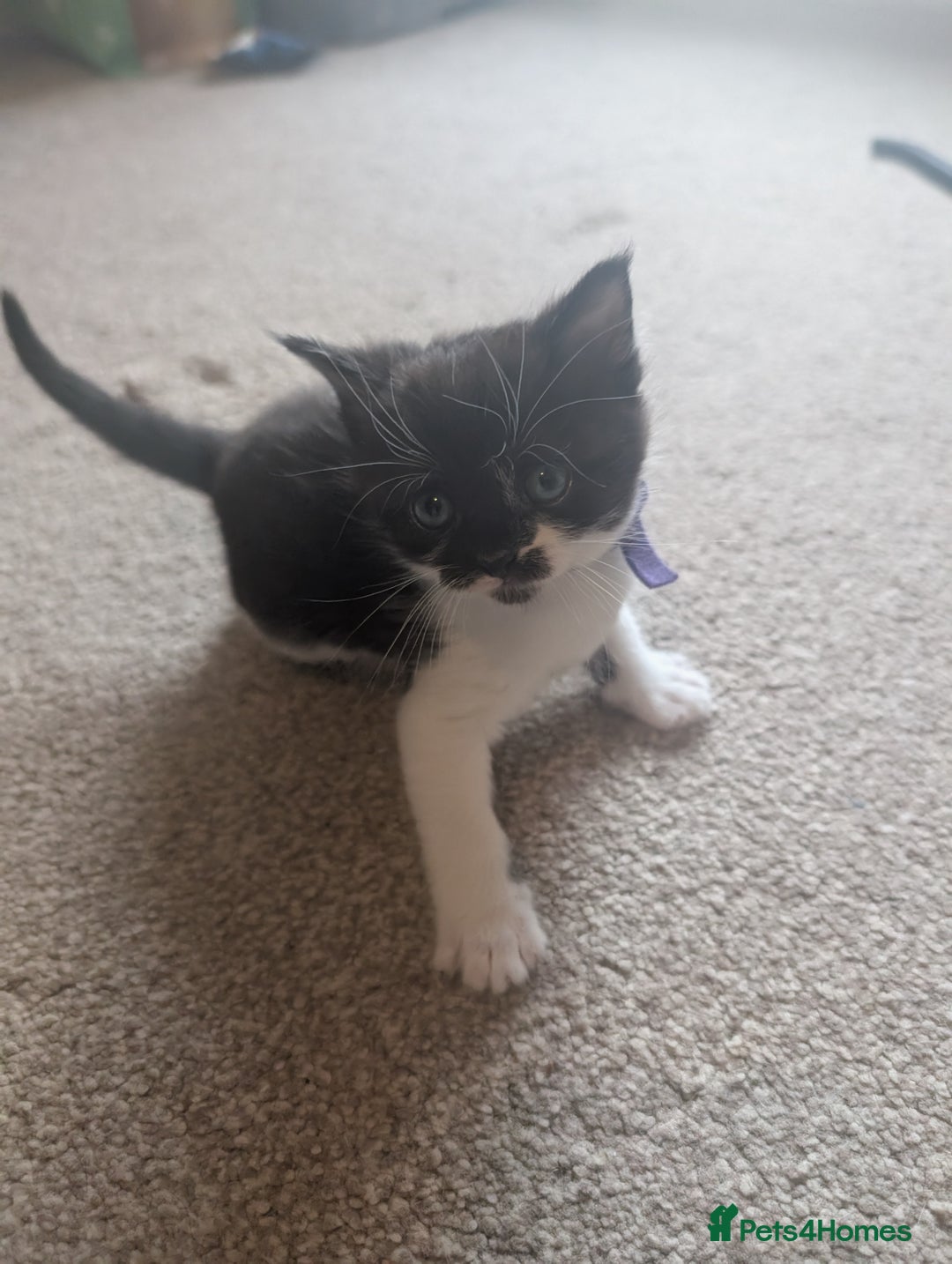 Maine Coon cats for sale: Kittens for sale - Image 7