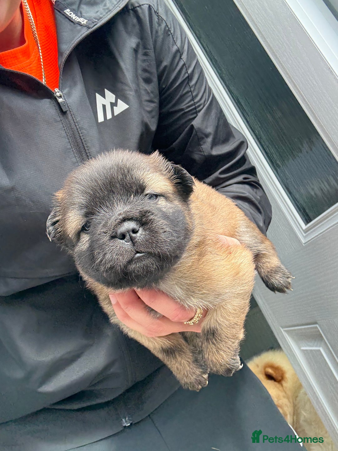 Mixed Breed dogs for sale: Frenchie X Chow Chow  - Image 5