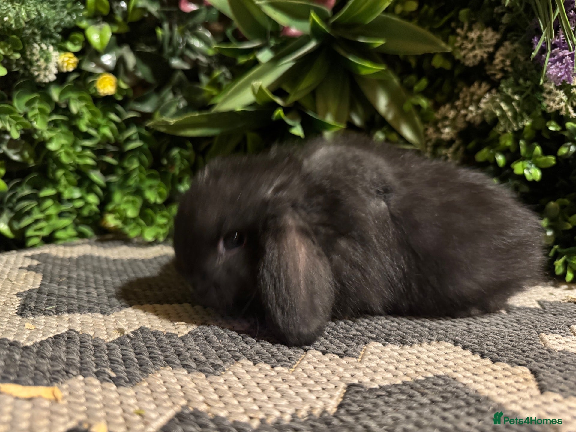 Mini Lop rabbits Mini lops 1 girl left available to reserve  - Advert 2