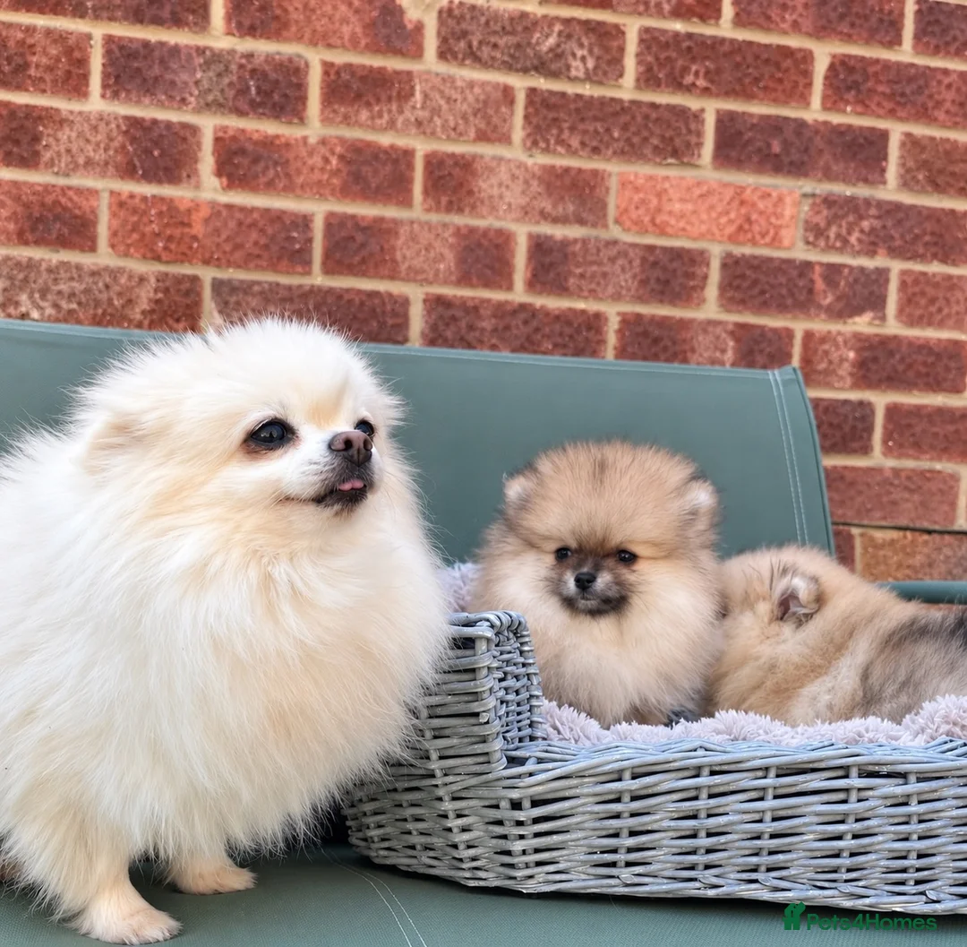 Pomeranian dogs for sale: 🔥Outstanding 🐻Teddy Bear 🏆 - Advert 8
