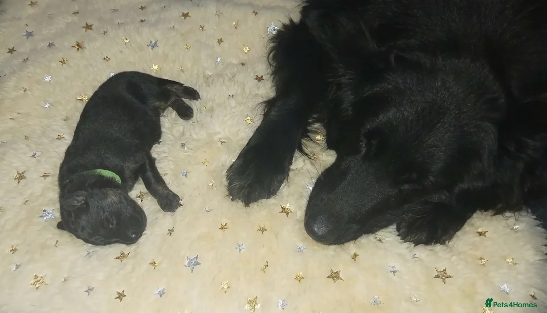 German Shepherd dogs for sale: Exceptional litter of ÚlfrVættir puppies due soon! - Advert 1