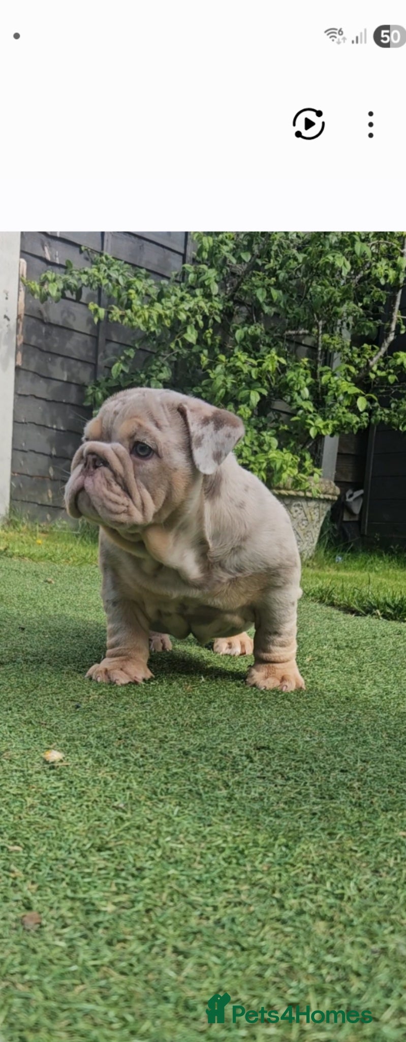 English Bulldog dogs Lilac & tan merle English bulldog  - Advert 4