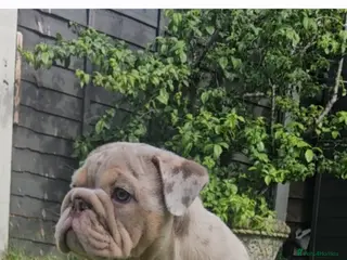 English Bulldog dogs Lilac & tan merle English bulldog - Advert 4