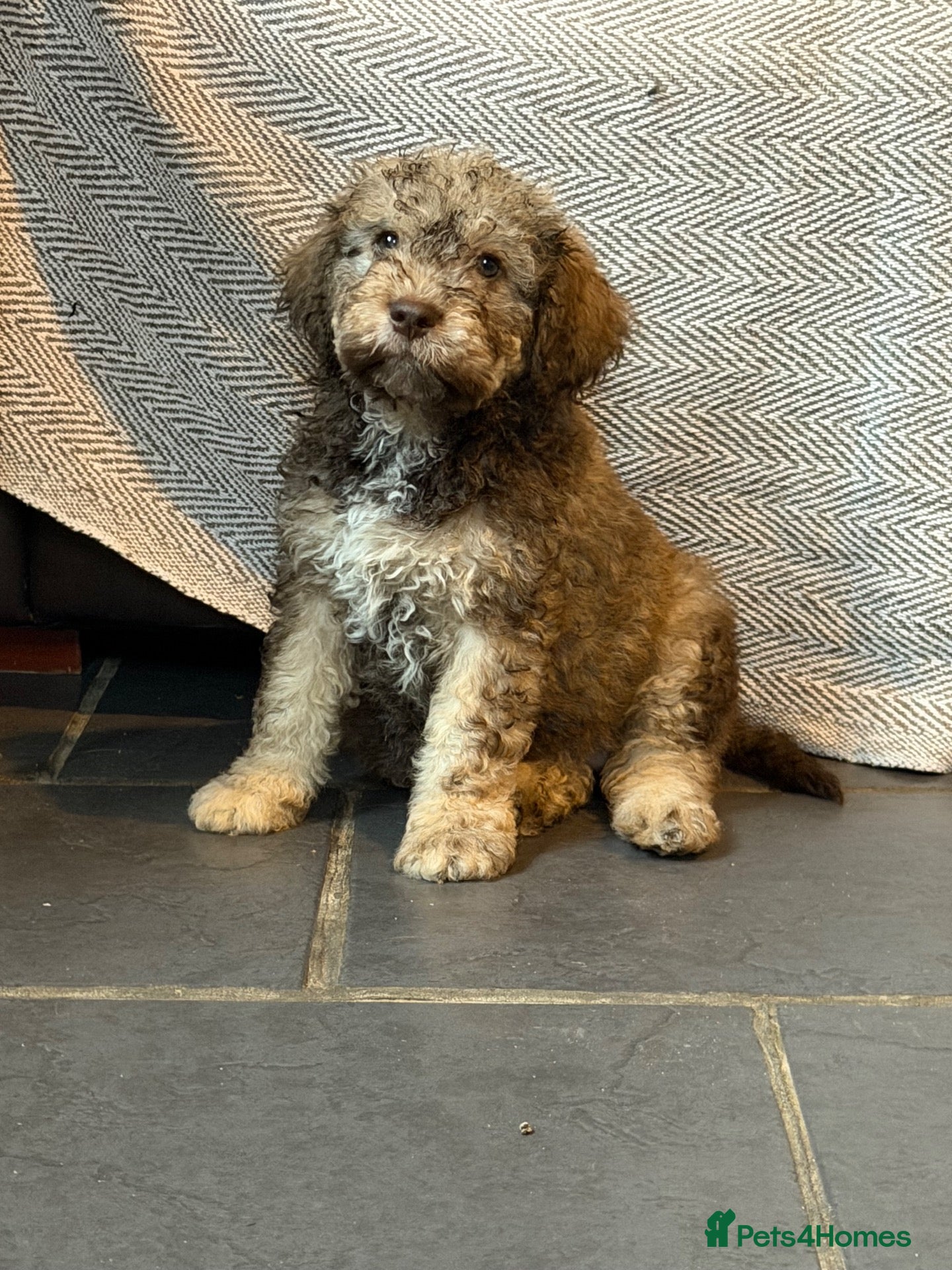 Lagotto Romagnolo dogs Handsome Brown Lagotto with a Big Personality - Advert 5