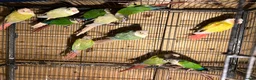 Conures birds for sale: Conures - Advert 1