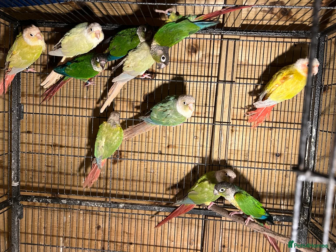 Conures birds for sale: Conures - Advert 1