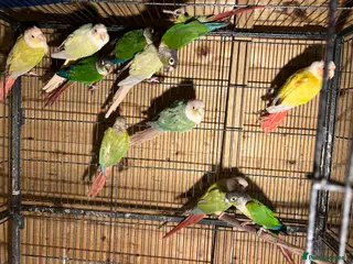 Conures birds Conures - Advert 11