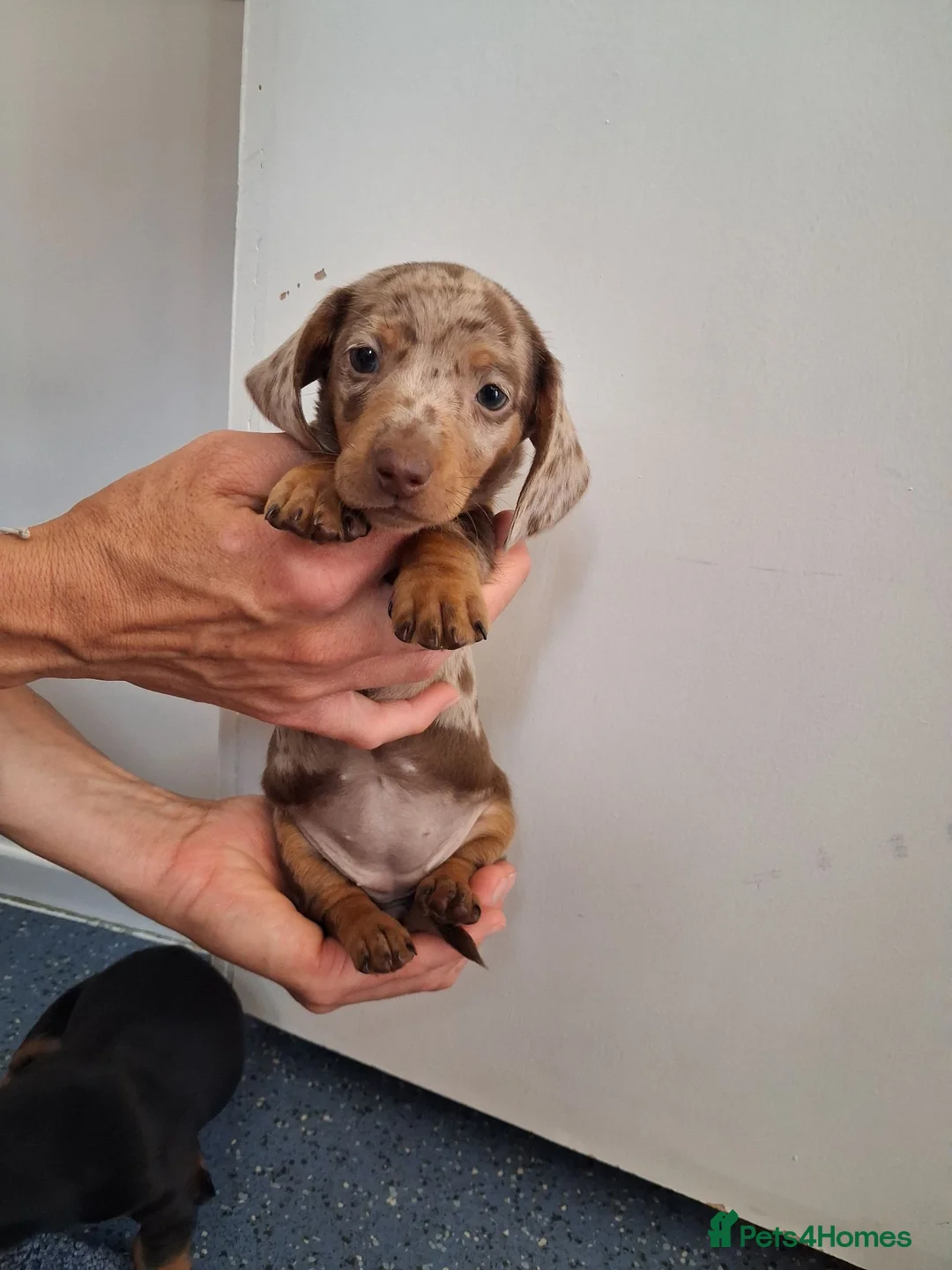 Miniature Dachshund dogs for sale: Miniature dachound - Advert 1