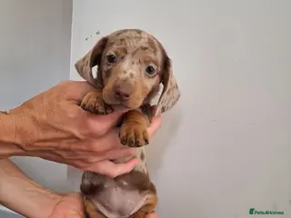 Miniature Dachshund dogs Miniature dachound - Advert 2