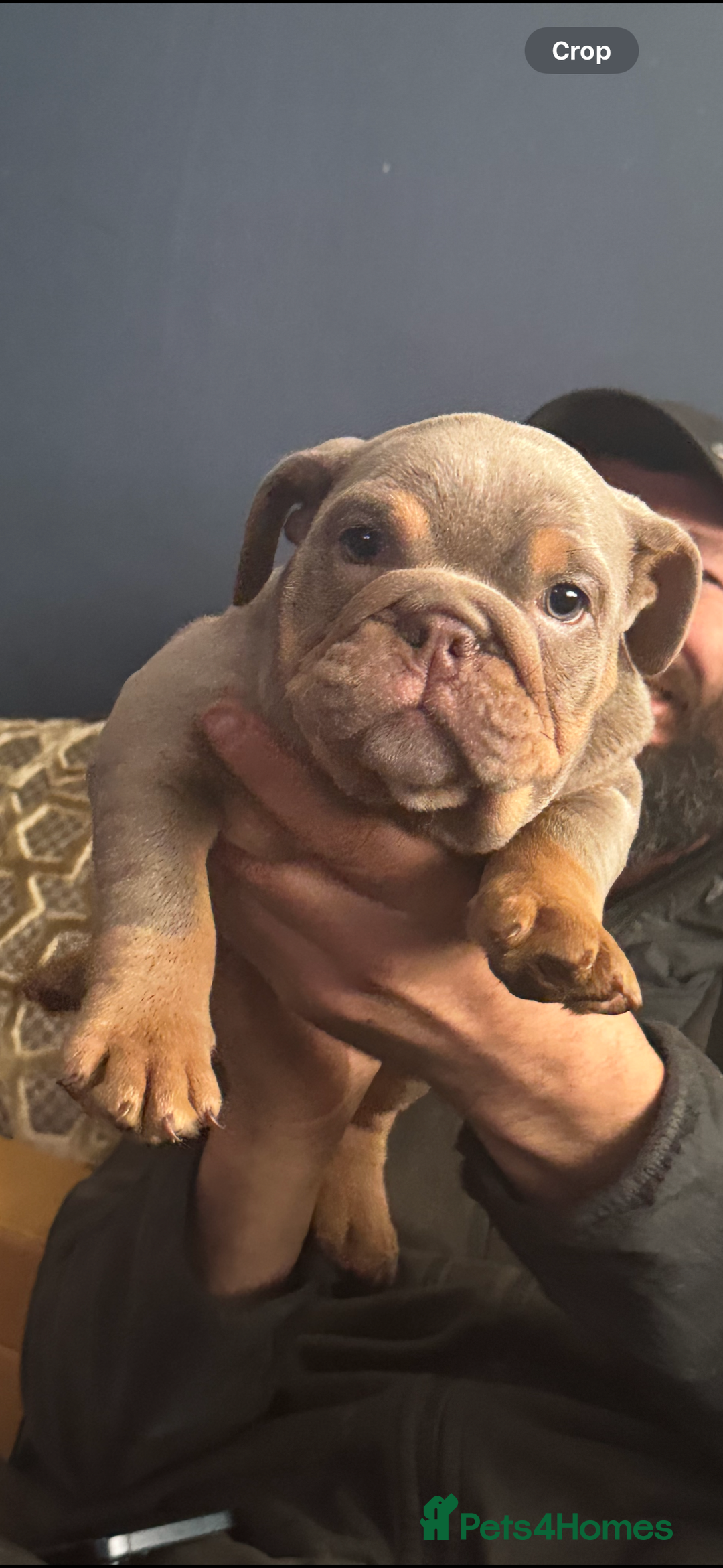 English Bulldog dogs for sale: 2 Lilac Tri english bulldogs - Advert 13