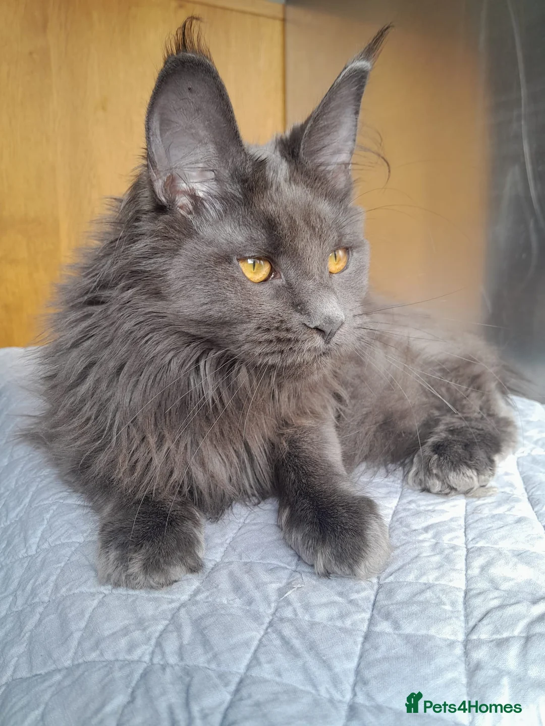 Maine Coon cats for sale: 2 solid blue&solid white Maine coon girls TICA - Advert 9