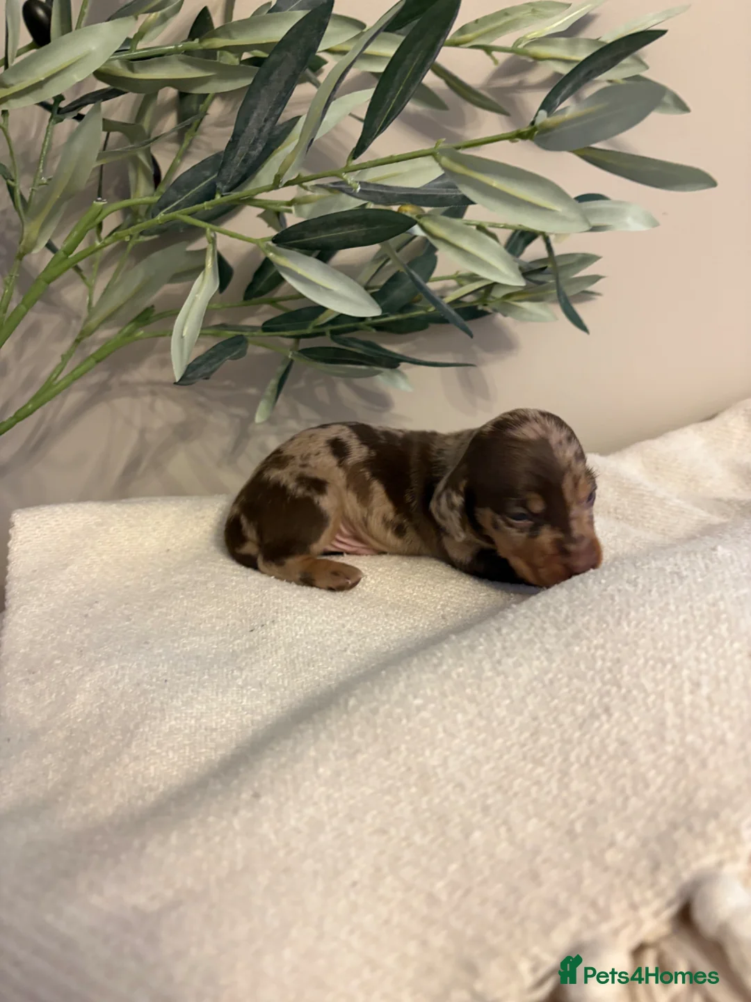 Miniature Dachshund dogs for sale: Miniature dachshund puppies  - Advert 11