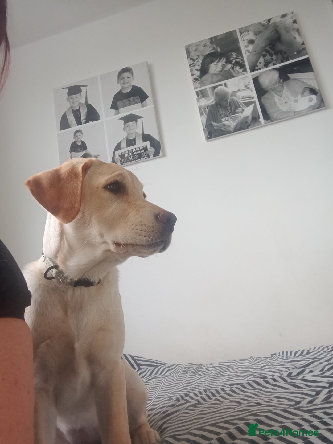 Labrador Retriever dogs for sale: 4 month old female golden labrador  - Image 5