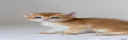 British Shorthair cats for sale: Golden Blue and Golden BSH kittens - Advert 21