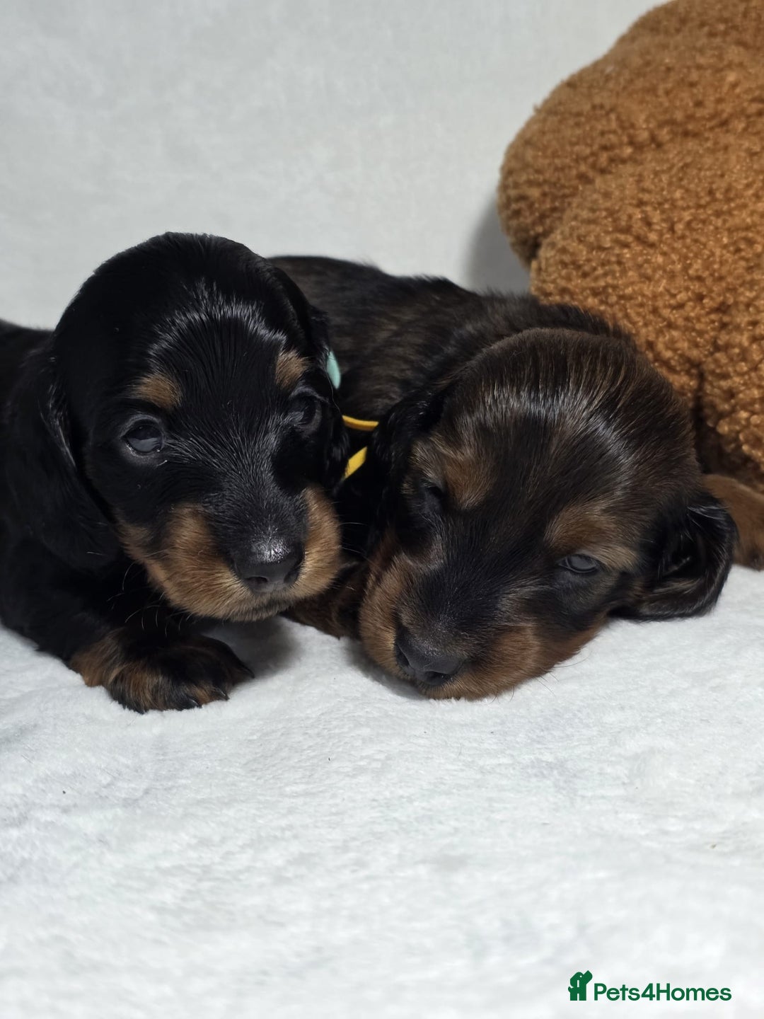 Miniature Dachshund dogs for sale: Stunning  KC Reg Puppies,  Health Tested Parents - Advert 3