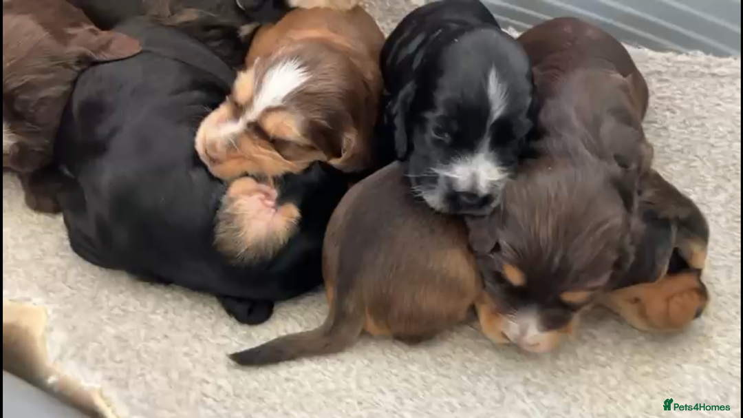 Cocker Spaniel dogs for sale: Kc show extensive health tests beautiful colours - Image 8