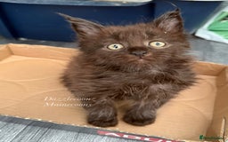 Maine Coon cats for sale: Chunky Russian Mainecoon cubs  - Image 1