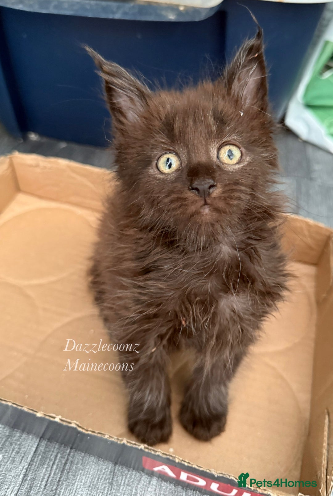 Maine Coon cats for sale: Chunky Russian Mainecoon cubs  - Image 1