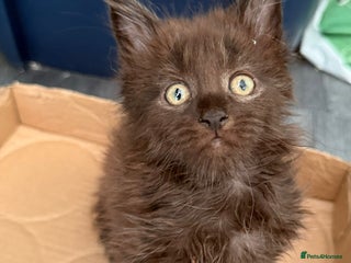 Maine Coon cats - Advert 1