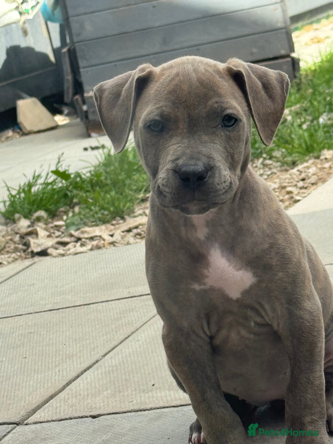 American Bulldog dogs for sale: Ivory 9 week old puppy for sale  - Image 2
