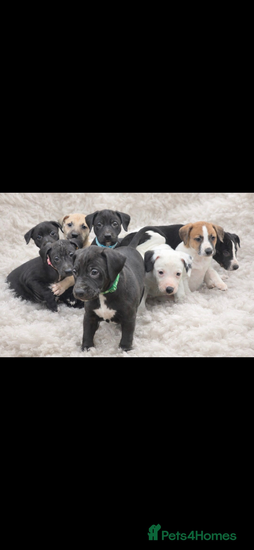 Mixed Breed dogs Whippet cross lurcher - Advert 17