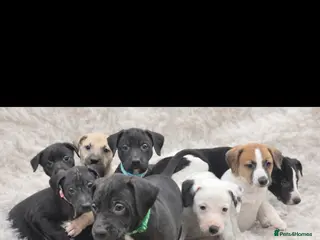Mixed Breed dogs Whippet cross lurcher - Advert 17