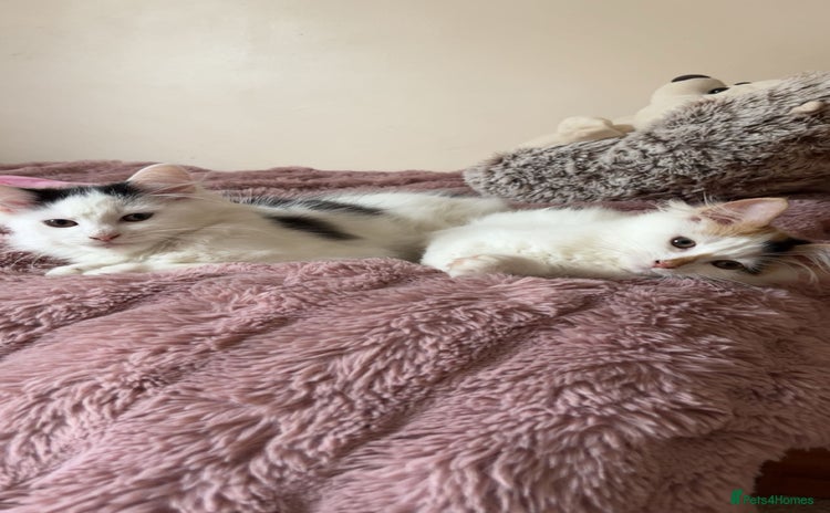 Mixed Breed cats - Advert 3