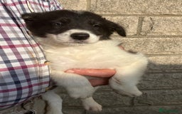 Border Collie dogs for sale: Pure border collies ready now  - Image 21