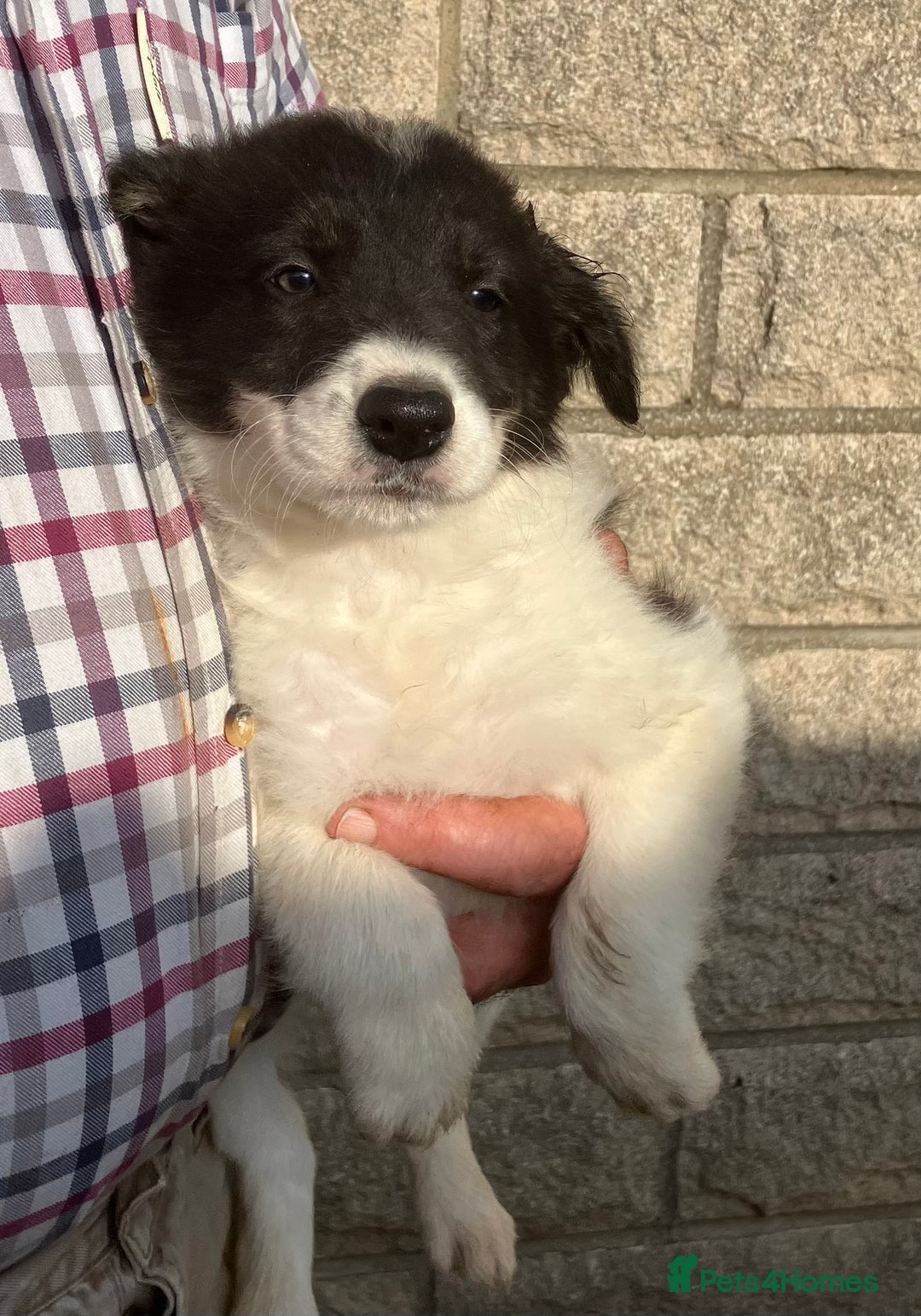 Border Collie dogs for sale: Pure border collies ready now  - Image 21