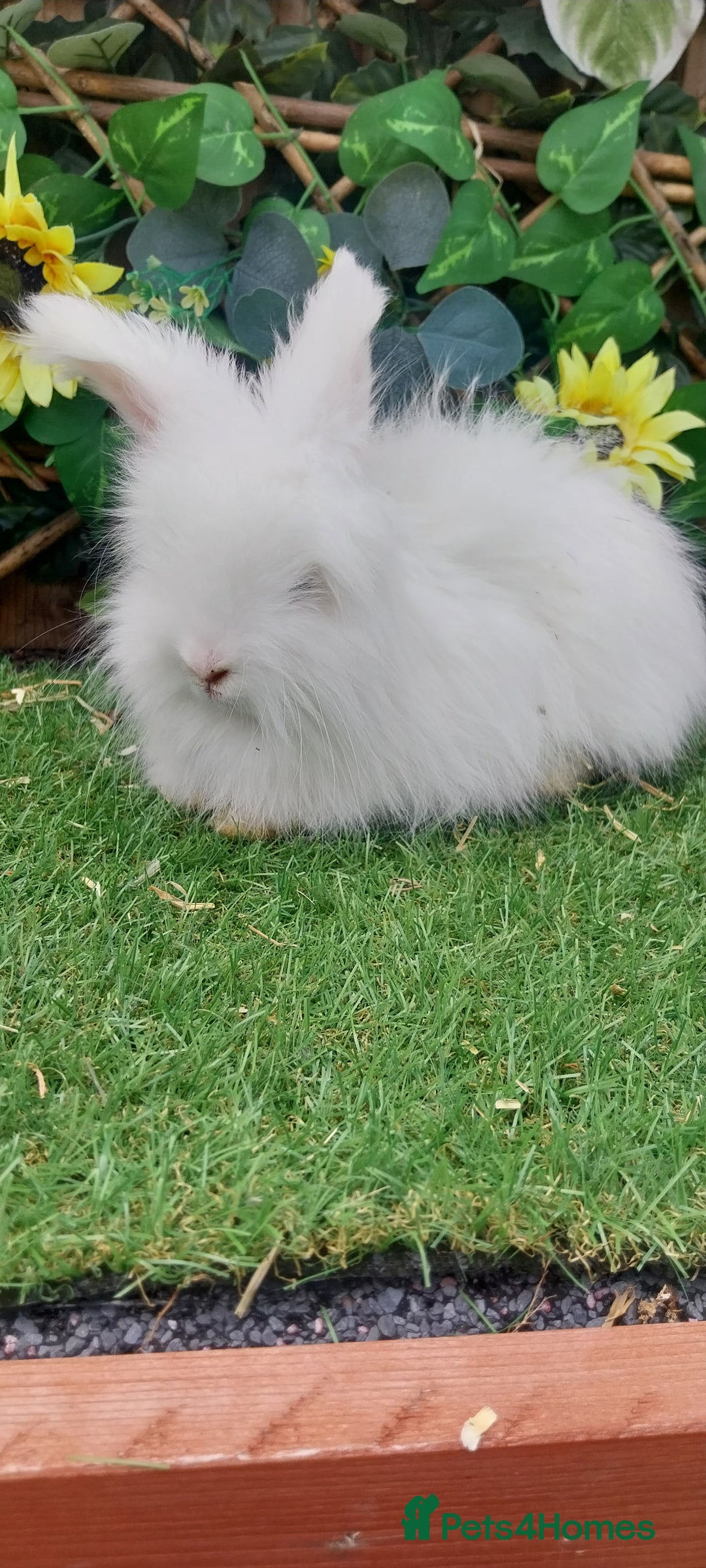 Angora rabbits for sale: Beautiful Angoras Ready Now  - Image 6