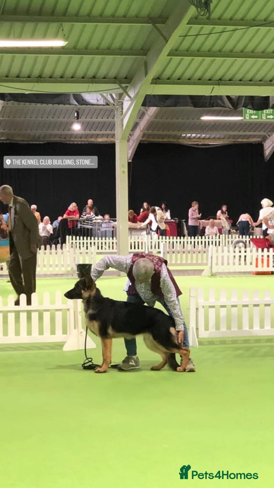 German Shepherd dogs for sale: Young German shepherd - Advert 2