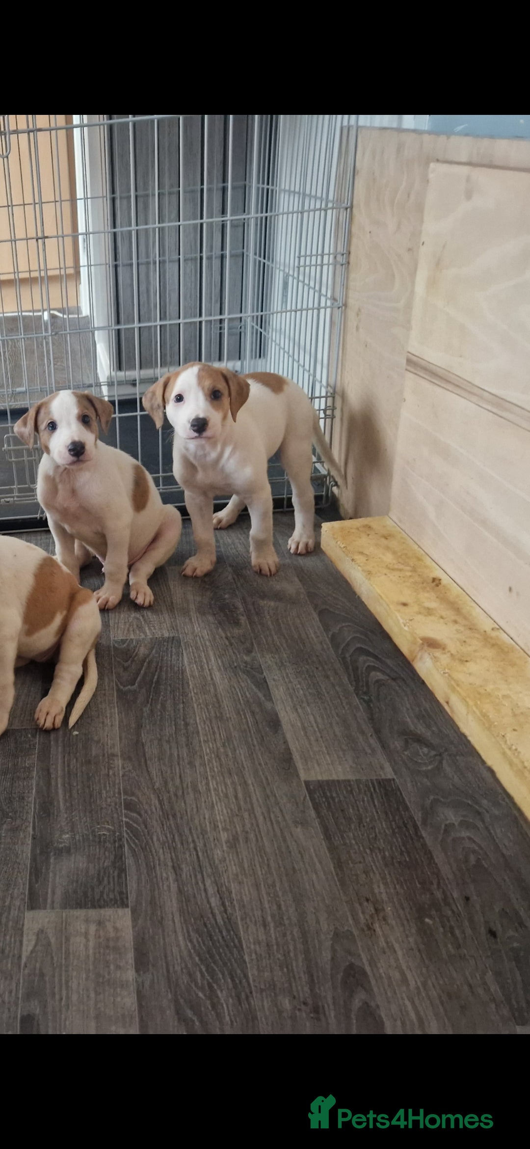 Lurcher dogs for sale: Lurcher pups looking for their forever 🏡 - Image 3