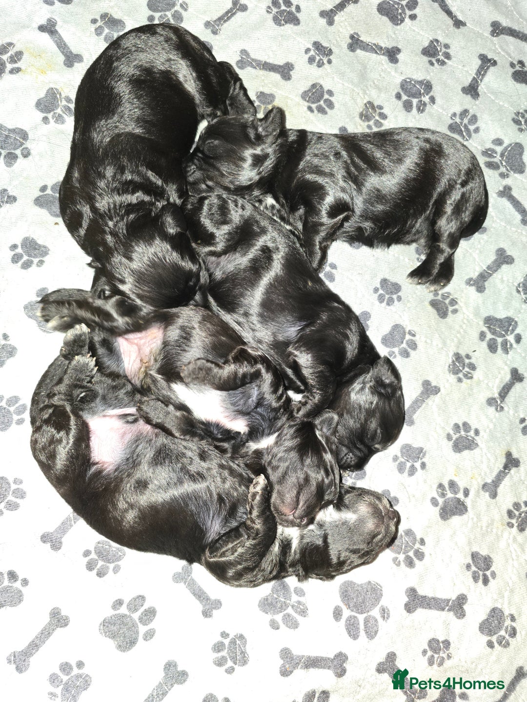 Shihpoo dogs for sale: 5 beautiful Shihpoo puppies - Advert 10