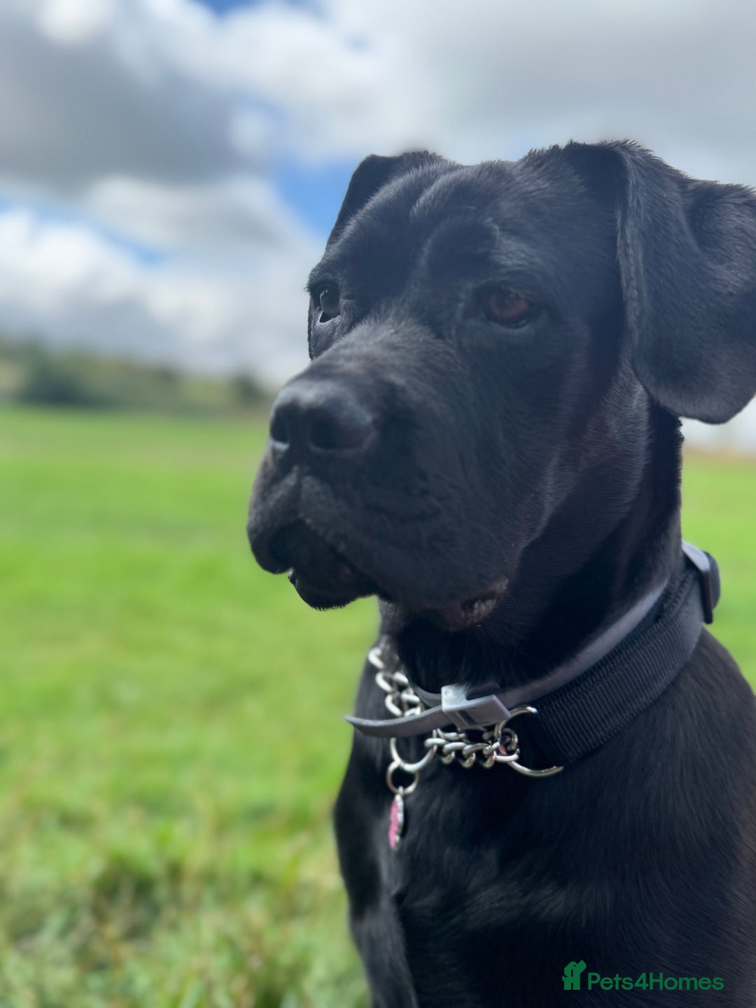 Cane Corso dogs for sale: Cane corso for sale  - Image 4