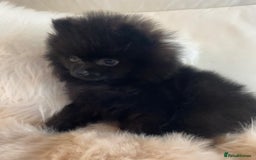 Pomeranian dogs for sale: READY NOW OUTSTANDING KC FEMALE AVALIBLE - Image 3