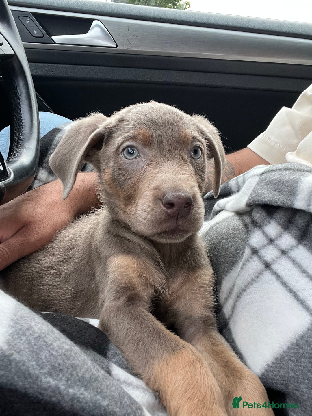 Labrador Retriever dogs for sale: American Labrador puppy  - Image 4
