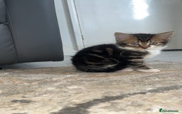 Mixed Breed cats for sale: Kittens for sale - Image 3