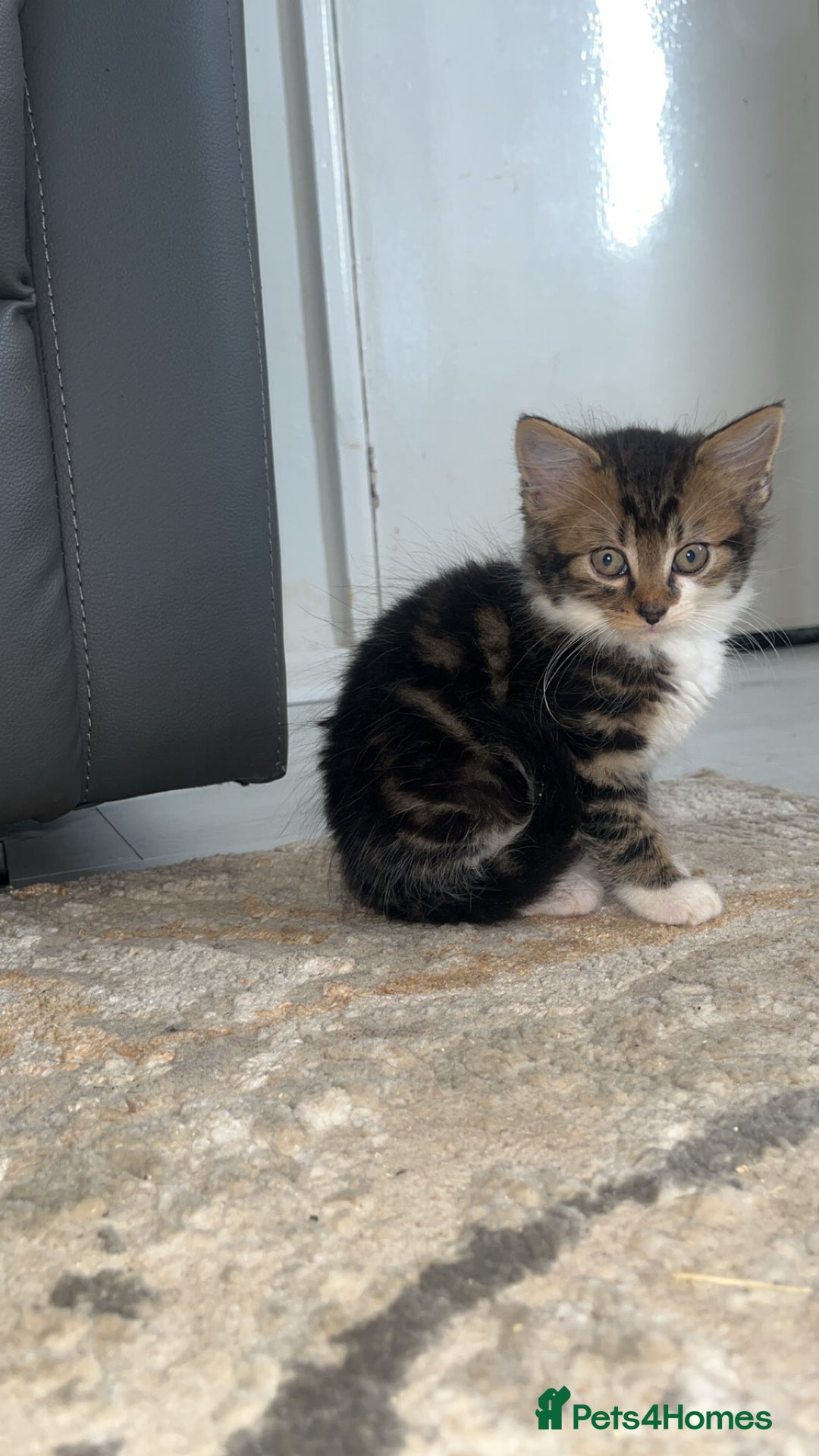 Mixed Breed cats for sale: Kittens for sale - Image 3