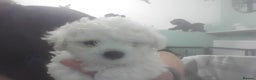 Bichon Frise dogs for sale: KC. REG BICHON FRISE PUPS - Advert 17