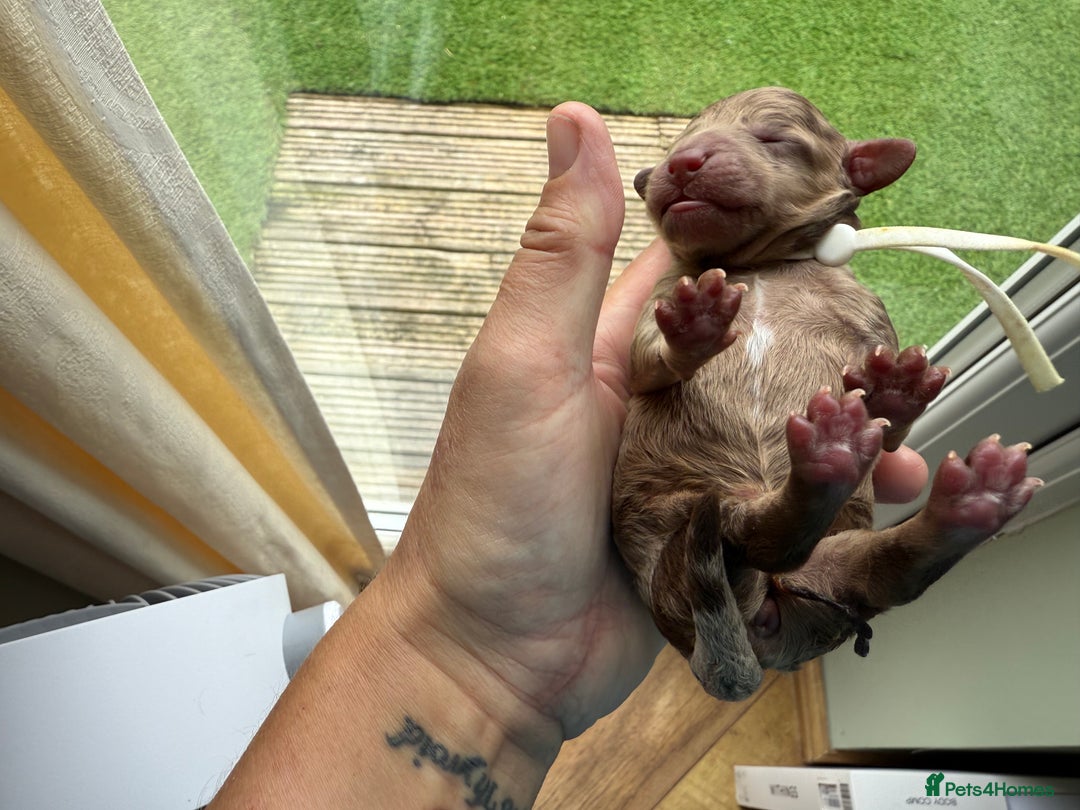 Cockapoo dogs for sale: F2bb Cockapoo Chocolate Merle Puppies  - Image 14