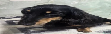 Dachshund 3
