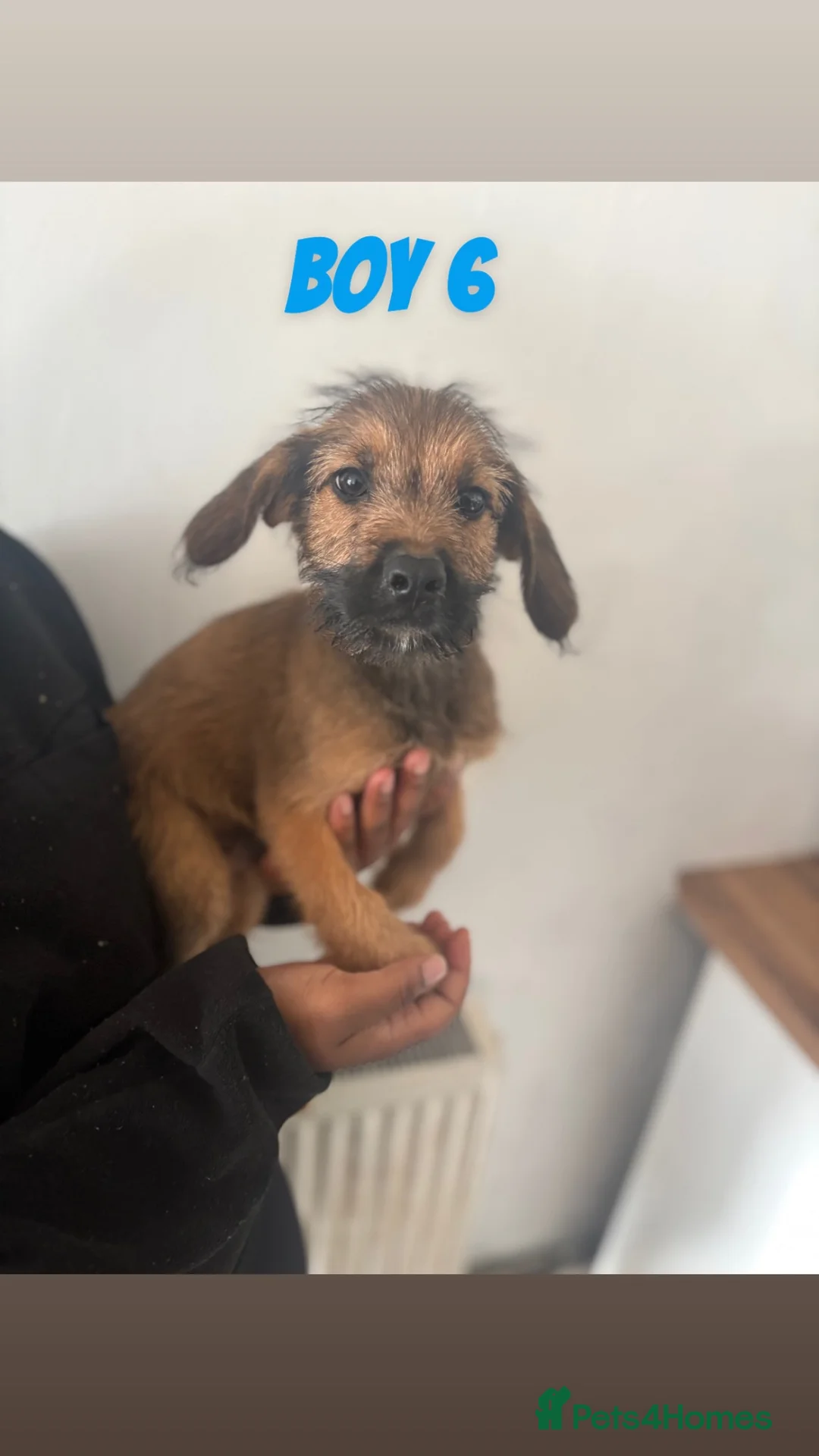 Mixed Breed dogs for sale: 8 disciples 3 DOGS LEFT!! - Advert 5