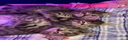 Mixed Breed cats for sale: 4 beautiful tabby kittens for sale - Advert 1