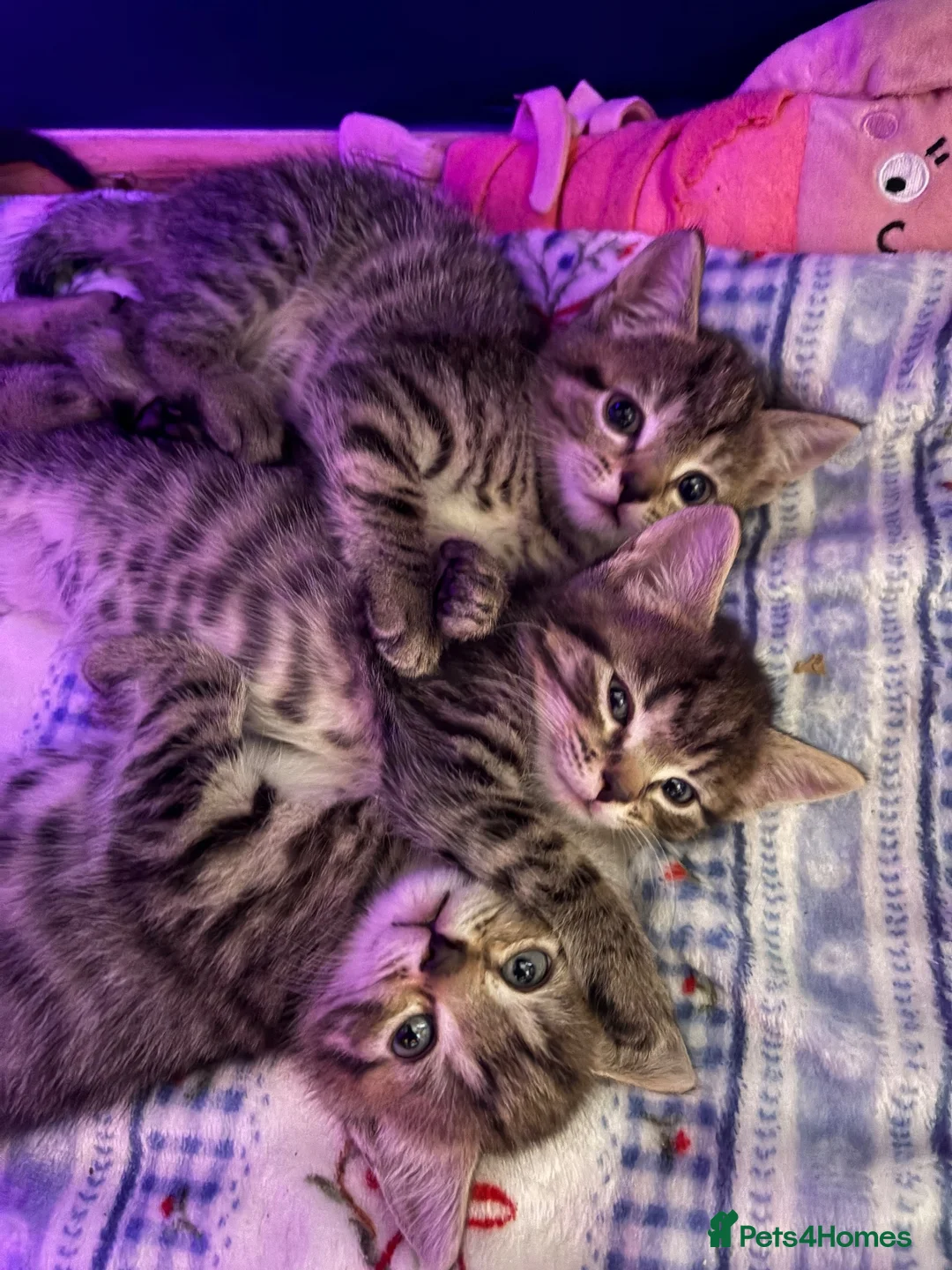 Mixed Breed cats for sale: 4 beautiful tabby kittens for sale - Advert 1