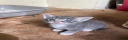 Mixed Breed cats for sale: Very pretty family friendly kittens.  - Advert 9
