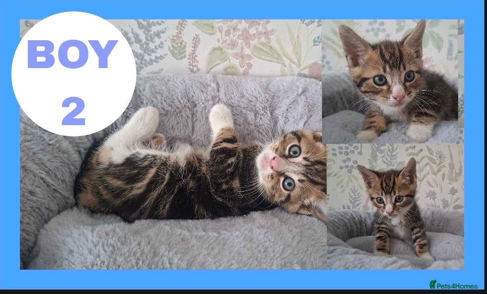 Mixed Breed cats Kittens for sale  - Advert 9