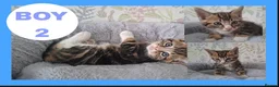 Mixed Breed cats for sale: Kittens for sale  - Advert 2