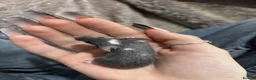 Mouse rodents for sale: Mixed boys/girl baby mice  - Advert 7