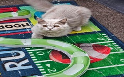 British Shorthair cats for sale: British shorthair and longhair  - Image 18